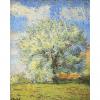 Tarkhoff arbre en fleurs, tree in bloom, Тархов, цветущее дерево, весна